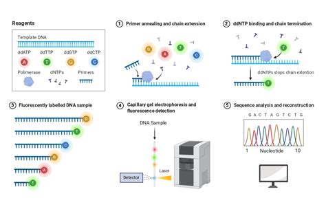 MICROBIOLOGY BLOG FOR STUDENTS (MBLOGSTU): Sequencing