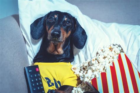 The 60 Greatest Movies Starring Dogs