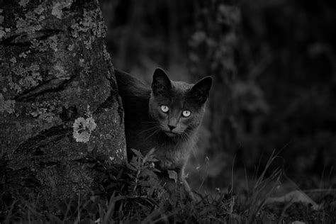 Black cat near tree in nature · Free Stock Photo