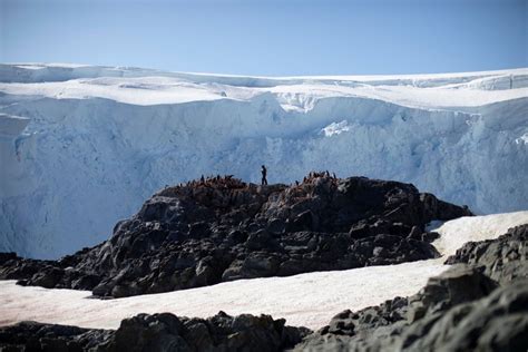 Photos: Penguin Decline in Antarctica - The Atlantic