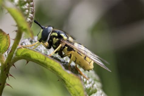 Hoverflies are masters of disguise - Cumbernauld Living Landscape