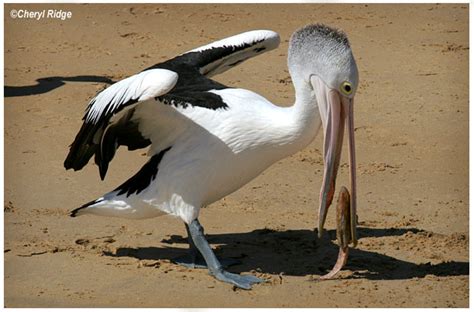 2746-pelican eating fish photo - Cheryl Ridge photos at pbase.com