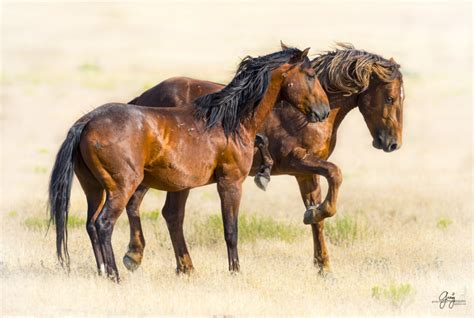 Wild Horse Photography – July 27 Onaqui Herd | Photography of Wild ...