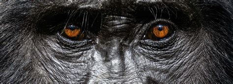 Photographing Gorillas and Chimpanzees - Wild Eye