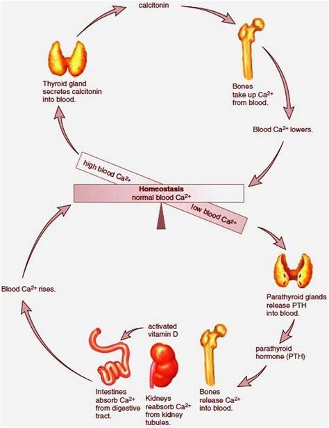 Pictures Of Calcitonin