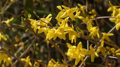 Flowers Forsythia Spring - Free photo on Pixabay - Pixabay