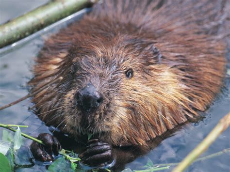 Wild beaver spotted in England for first time in 800 years | The ...