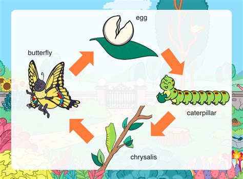 What is a Pupa? | Twinkl Teaching Wiki - Twinkl