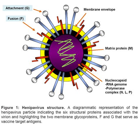 Henipavirus Vaccine Development | OMICS International