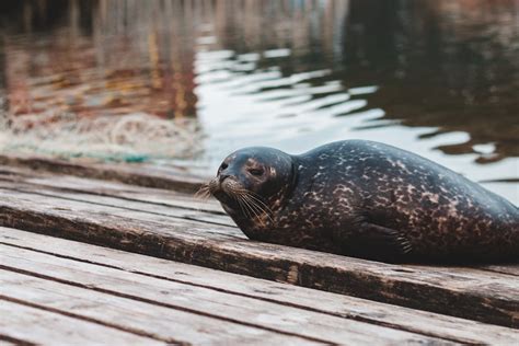 Black Sea Lion on Brown Wooden Dock · Free Stock Photo