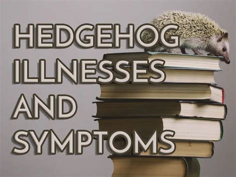 Hedgehog Illnesses and Symptoms - Heavenly Hedgies