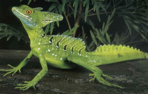 lizard jesus - Google Search | Pet lizards, Lizard, Cute reptiles