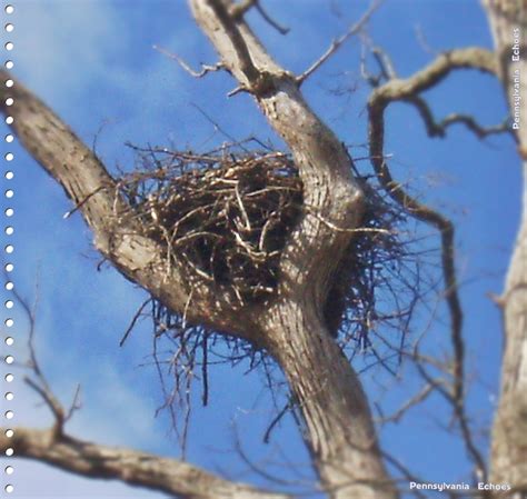 On Spotting a Bald Eagles Nest | Pennsylvania Echoes