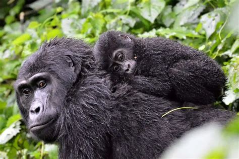 Adorable Baby Gorilla Facts: 20+ You Never Knew