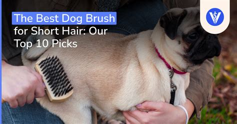 How Do You Brush A Dog With Short Hair