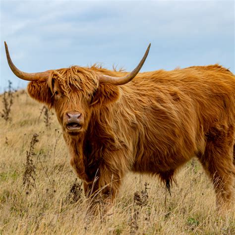 Scottish highland cattle - printingmine