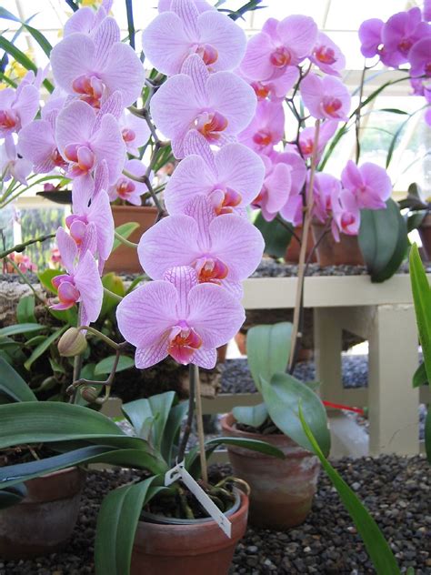 Orchid House Botanic Gardens | National Botanic Gardens (Dub… | Flickr