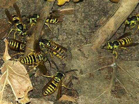 Eastern Yellow Jacket - Underground - DFW Urban Wildlife