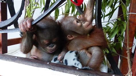 Watch: Two orangutan rescue babies meet for the first time