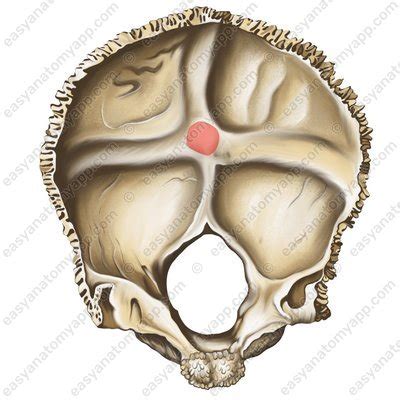 Occipital bone – Easy Anatomy 3D