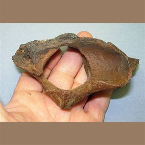 American Lion Atlas Fossil - Fossils & Artifacts for Sale | Paleo Enterprises