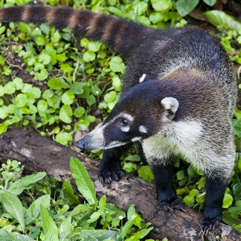 White-nosed Coati (Coatimundi, Kudamundi) | Flickr - Photo Sharing!