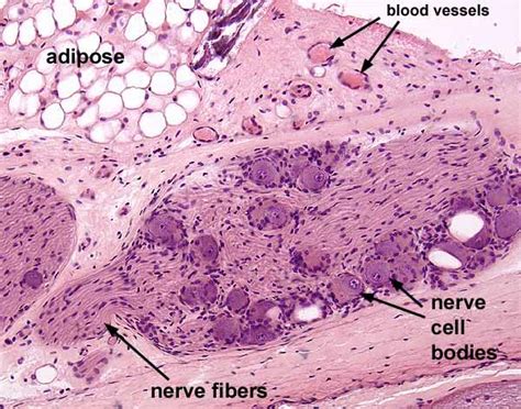 Histology at SIU