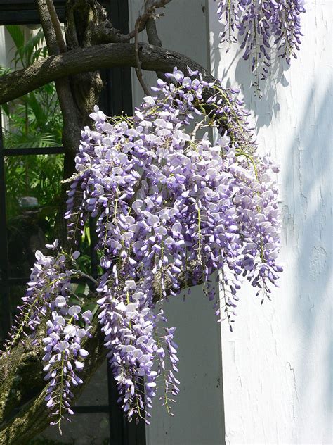 Wisteria floribunda - Wikipedia