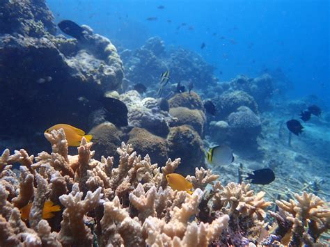 Ekosistem Terumbu Karang Taman Nasional Bunaken - Balai Taman Nasional ...