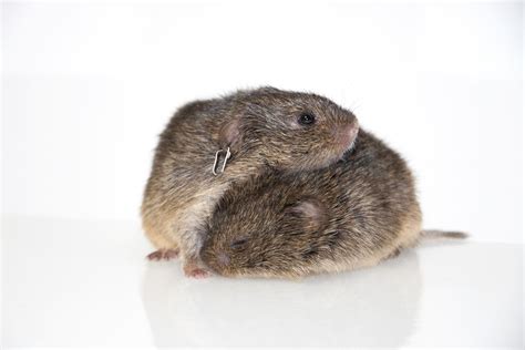 Why Do Some Prairie Voles Pair for Life?