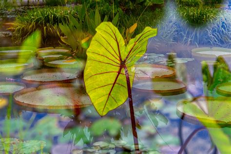 The Biltmore Estate (Asheville, North Carolina) | Biltmore E… | Flickr