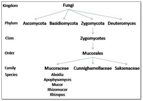 PDF] Updates On The Taxonomy Of Mucorales With An Emphasis, 50% OFF