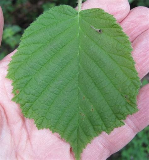 Leaf Heart-shaped - Tree Guide UK - Tree ID by heart-shaped leaves