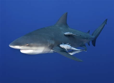 Bull shark | Size, Habitat, & Facts | Britannica