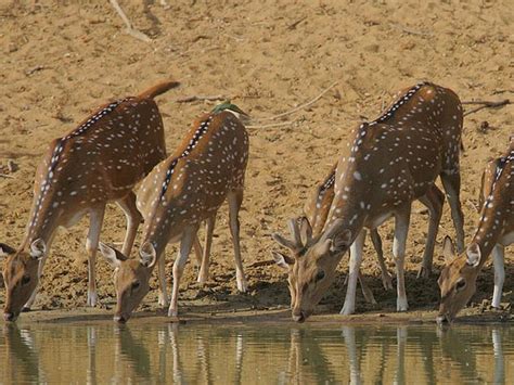 A Visit To Hazaribagh National Park In Jharkhand - Nativeplanet