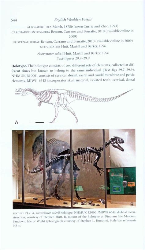 English Wealden Fossils | NHBS Academic & Professional Books