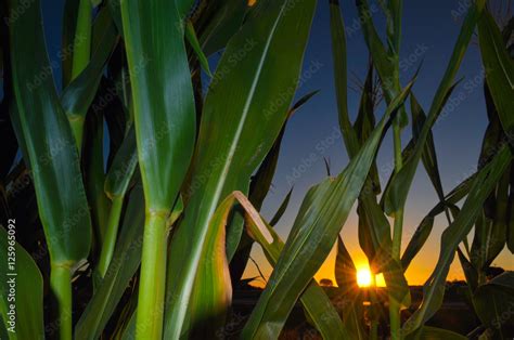 Corn field at sunset Stock Photo | Adobe Stock