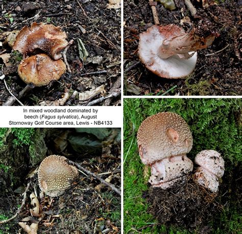 Amanita rubescens var. rubescens Fungus Species