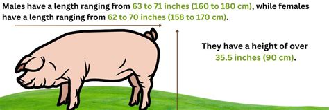 Landrace Pig – A Good Pig Breed For Commercial Farming – FarmerDB