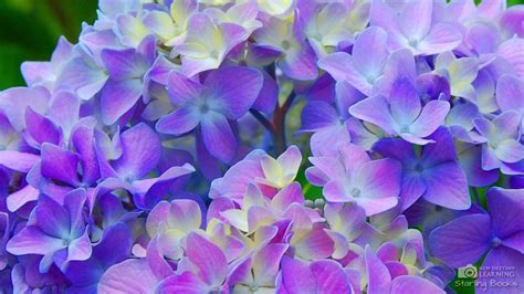 Hydrangea Wallpapers - Top Free Hydrangea Backgrounds - WallpaperAccess