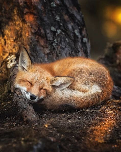 Finnish photographer proves fairy forests are real in finland 41 pics ...