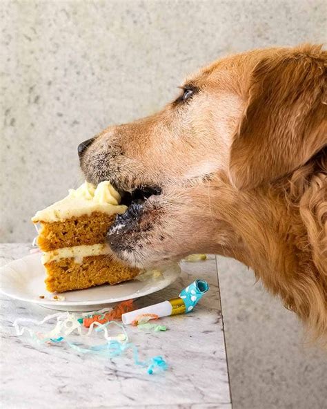 Dog Cake recipe for Dozer's birthday! | RecipeTin Eats