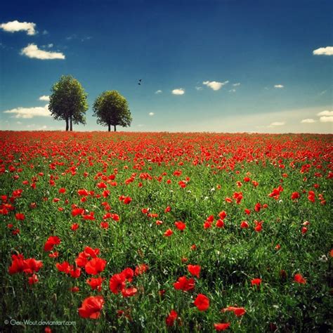 50 Beautiful Examples Of Poppy Photography