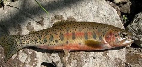 Westslope Cutthroat Trout – Troutster.com – Fly Fishing Tips and Tactics