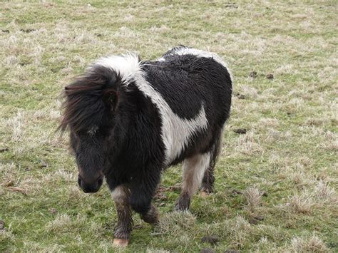 Shetland pony, Pony, Shetland