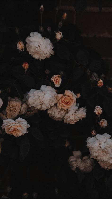 Rose Desktop Wallpaper Tumblr