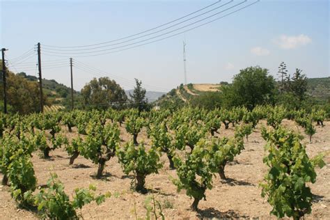 Wine of Cyprus | Mercury Holidays