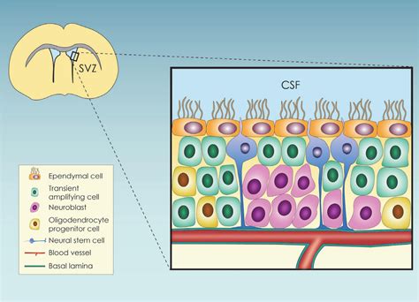 Frontiers | Metabolic regulation of the neural stem cell fate: Unraveling new connections ...