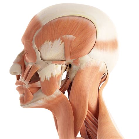 The Anatomy of Your Tension Headache - Somatic Movement Center