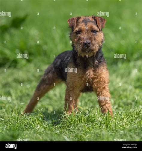 lakeland terrier puppy Stock Photo - Alamy